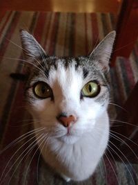 Close-up portrait of cat