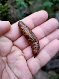 Close-up of hand holding lizard