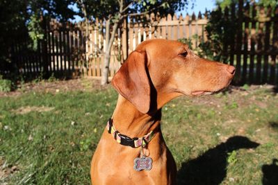 Close-up of dog on grass