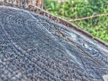 Close-up of lizard on wood