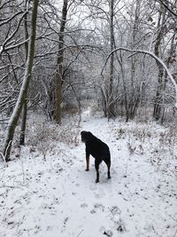 Dog on snow covered landscape