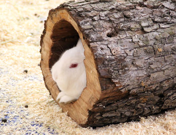 High angle view of rabbit resting on log