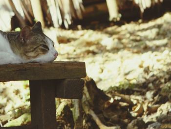 Close-up of cat relaxing on wood