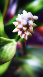 Close-up of flowers