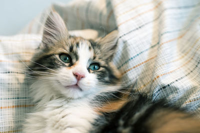 Close-up of cat lying on bed at home