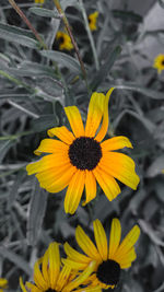Close-up of yellow flowering plant