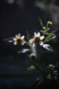 Close-up of white flowers blooming outdoors