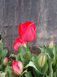 Close-up of red tulip