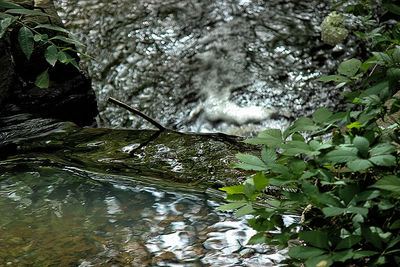 Plants growing in water