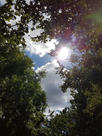 Low angle view of trees against sky