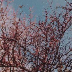 Low angle view of tree against sky