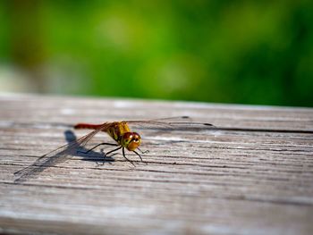 Close-up of bee on wooden plank