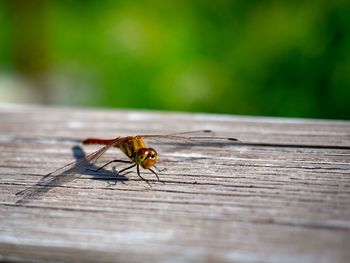 High angle view of dragonfly on wood