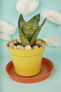 Close-up of potted plant against blue background