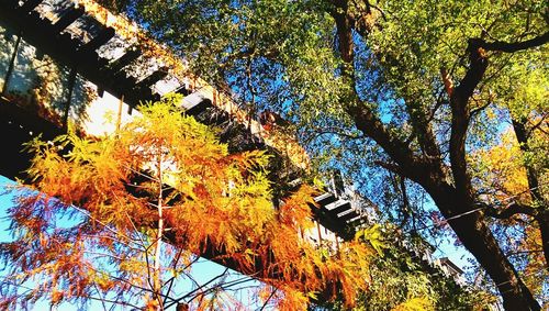 Low angle view of autumnal trees