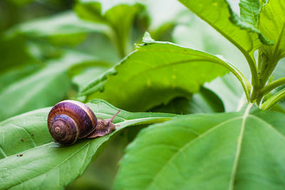 Close-up of snail on leaf