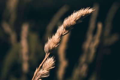 Close-up of wilted plant on field