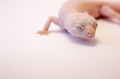 Close-up of lizard against white background