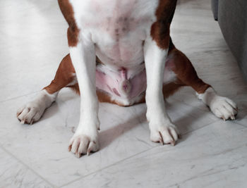 Close-up of dog lying down on tiled floor