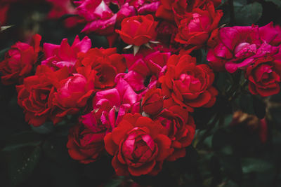 Close-up of red roses