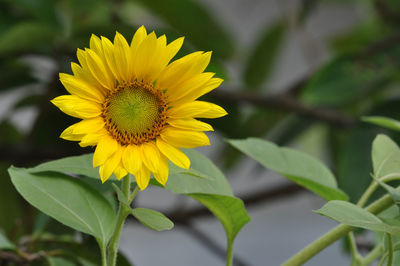 Close-up of yellow flower