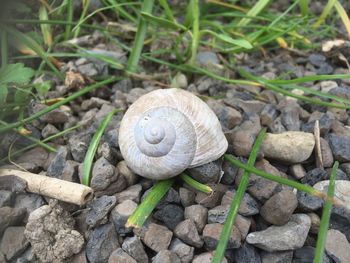 Close-up of snail