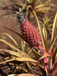 Pink pineapple 