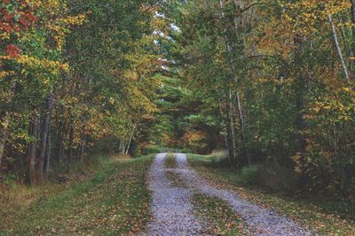 Road amidst trees in forest during autumn