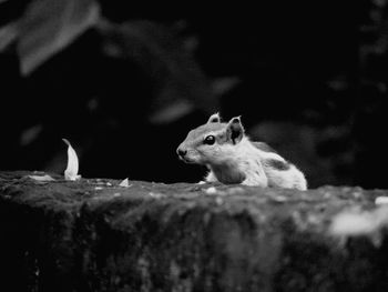 Close-up of squirrel
