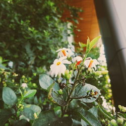 Close-up of flowering plant