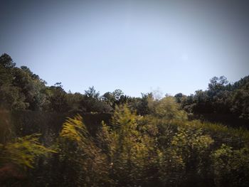 Trees on field against sky