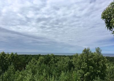 Plants growing on field against sky