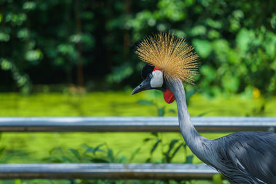 Close-up of a bird on field