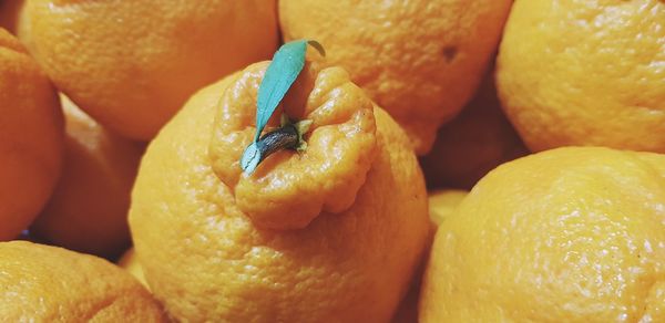 Full frame shot of fruits