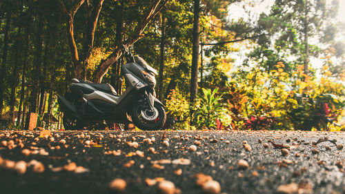 Surface level of road amidst trees during autumn