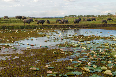 Horses grazing in a field