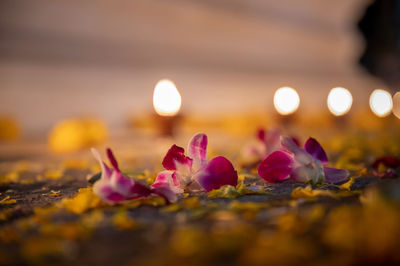 Close-up of pink flowering plant at sunset