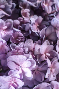 Close-up of pink hydrangea flowers