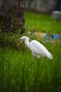 White duck on a field