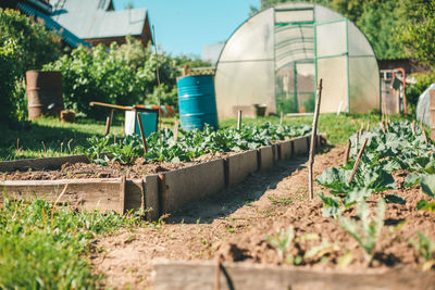 Plants growing in greenhouse