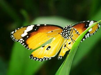 Close-up of butterfly on flower