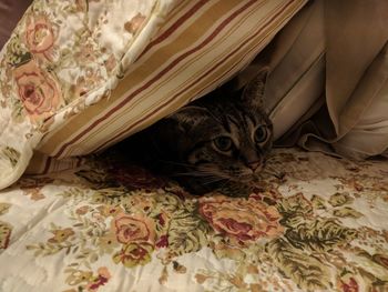 Portrait of cat sitting on bed