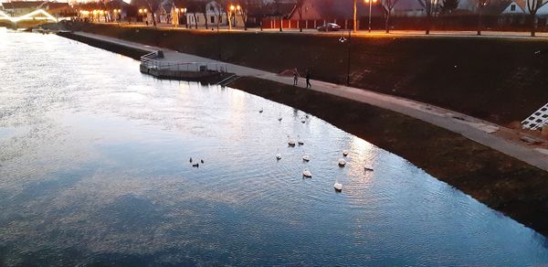 High angle view of birds swimming in water