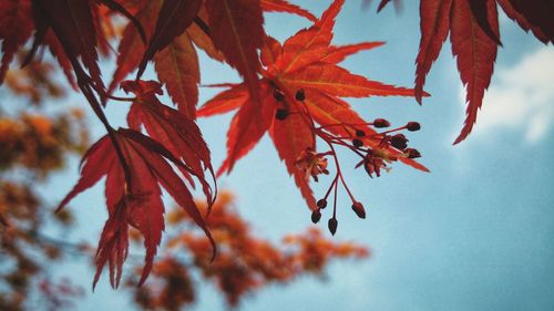 Close-up of maple leaves on tree