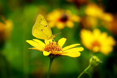 Close-up of butterfly perching on yellow flower