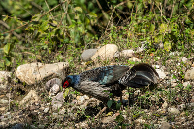 High angle view of bird on field