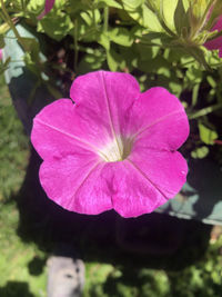 Close-up of pink rose flower
