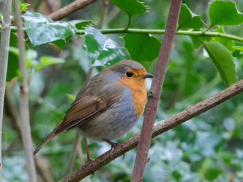 Close-up of bird perching on branch