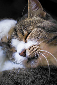 Close-up of cat lying down