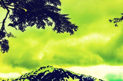 Low angle view of tree against sky